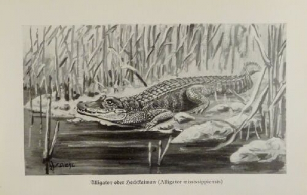 1926 - Alligator oder Hechtkaiman / Junge Nilkrokodile - alter Druck